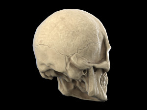 Human skull 2 3D Model