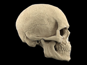 Human skull 2 3D Model