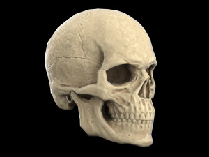 Human skull 2 3D Model