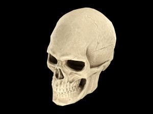 Human skull 2 3D Model