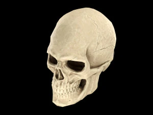 Human skull 2 3D Model