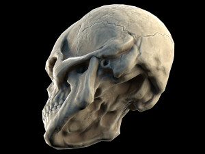 Human skull 2 3D Model