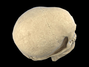 Human skull 2 3D Model