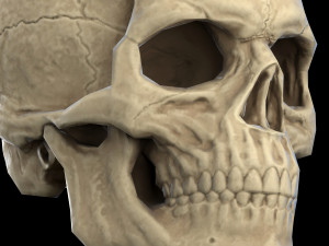 Human skull 2 3D Model