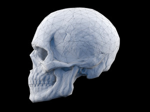 Human skull 2 3D Model