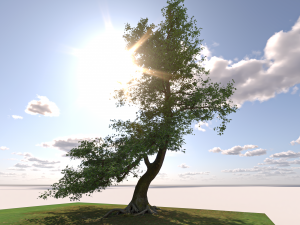 San Benedetto plane tree 3D Модель
