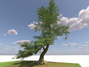 San Benedetto plane tree Model 3D