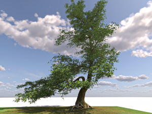 San Benedetto plane tree Model 3D