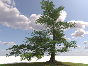 San Benedetto plane tree Model 3D