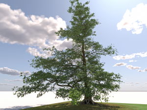 San Benedetto plane tree Model 3D