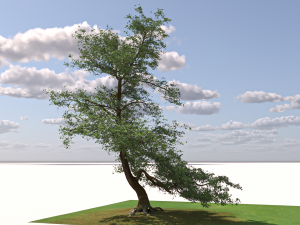 San Benedetto plane tree Model 3D