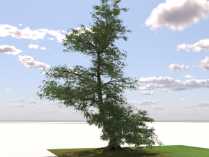 San Benedetto plane tree Model 3D