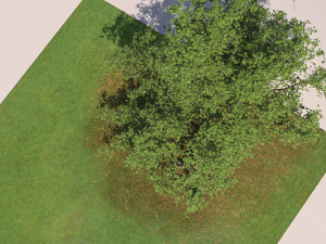 San Benedetto plane tree Model 3D
