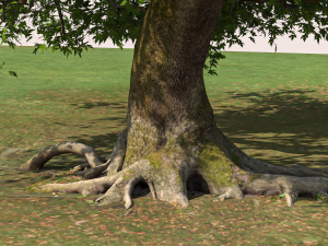 San Benedetto plane tree Model 3D
