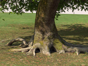 San Benedetto plane tree 3D Model