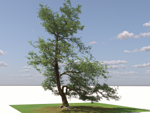 San Benedetto plane tree Model 3D