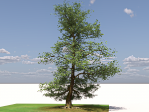San Benedetto plane tree Model 3D