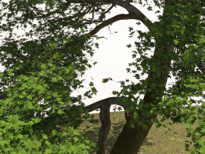 San Benedetto plane tree 3D Model