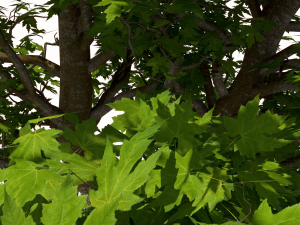 San Benedetto plane tree Model 3D