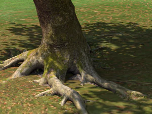 San Benedetto plane tree 3D Model