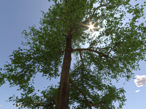 San Benedetto plane tree 3D Model