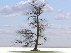 San Benedetto plane tree Model 3D