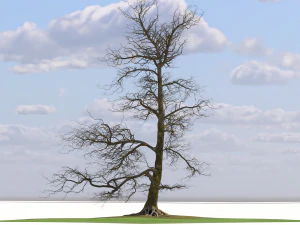 San Benedetto plane tree 3D Model