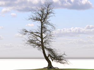 San Benedetto plane tree Model 3D