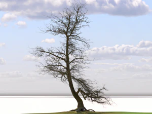 San Benedetto plane tree 3D Model