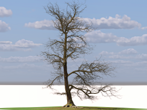 San Benedetto plane tree Model 3D