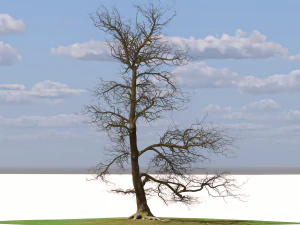 San Benedetto plane tree 3D Model