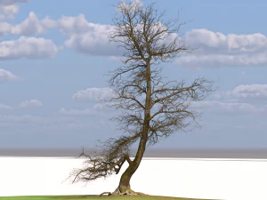 San Benedetto plane tree 3D Model