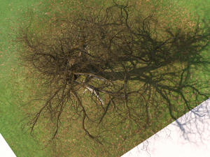 San Benedetto plane tree Model 3D