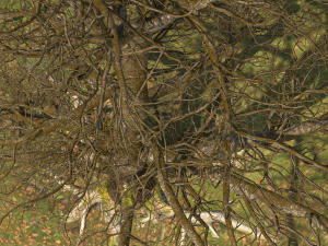 San Benedetto plane tree Model 3D