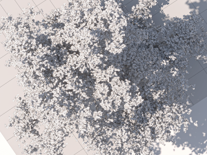 San Benedetto plane tree Model 3D