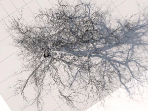 San Benedetto plane tree 3D Model