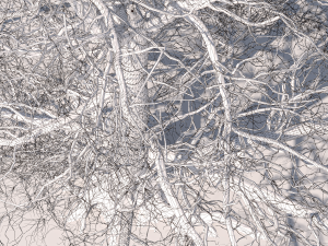 San Benedetto plane tree Model 3D