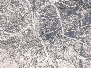 San Benedetto plane tree 3D Model