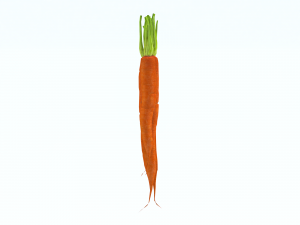 Carrots 3D Model