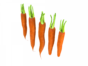 Carrots 3D Model