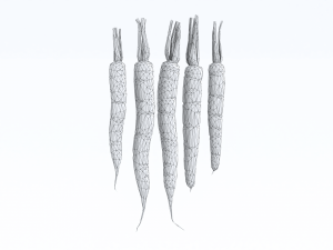 Carrots 3D Model