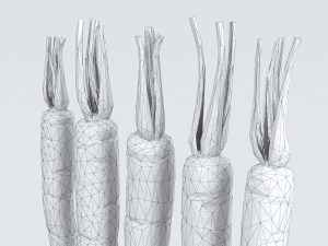 Carrots 3D Model