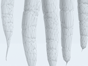 Carrots 3D Model