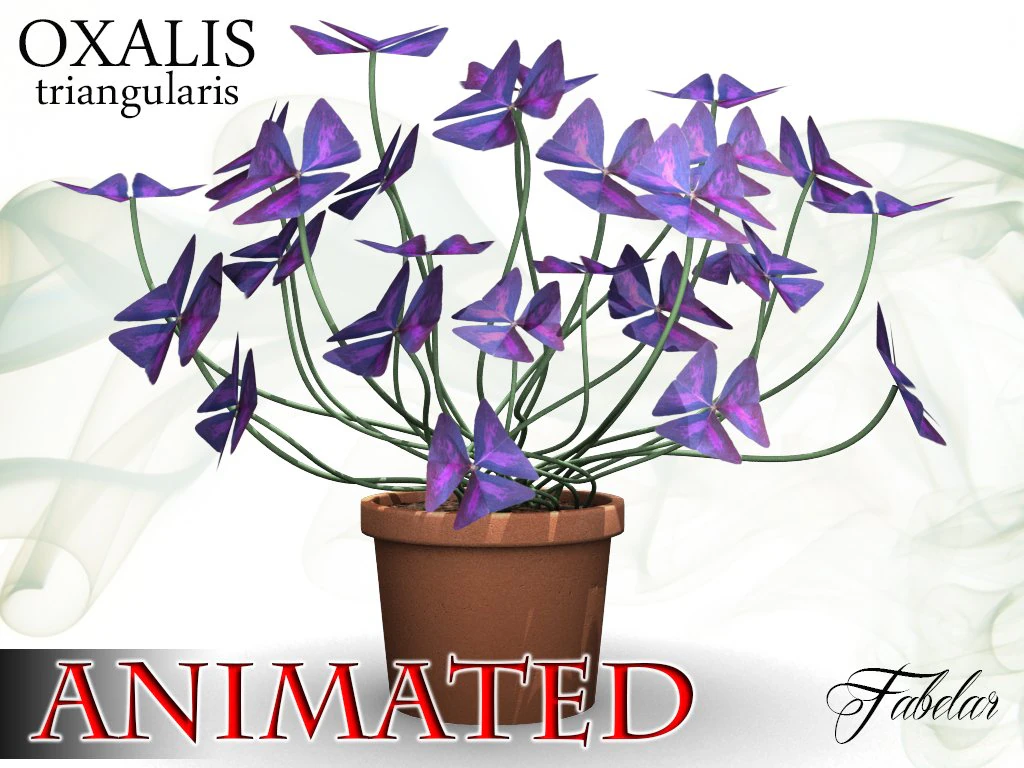 oxalis triangularis 3D Model .c4d .max .obj .3ds .fbx .stl .blend 