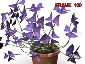 oxalis triangularis 3D Model