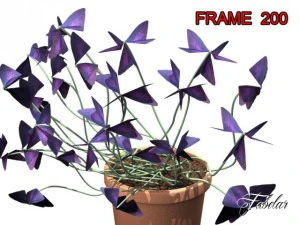 oxalis triangularis 3D Model