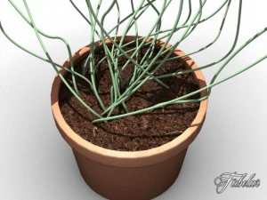 oxalis triangularis 3D Model