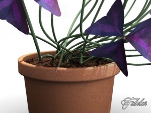 oxalis triangularis Modelo 3D