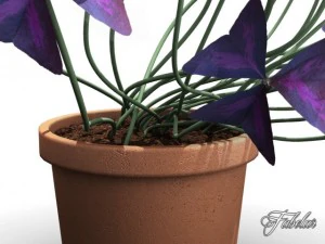 oxalis triangularis 3D Model