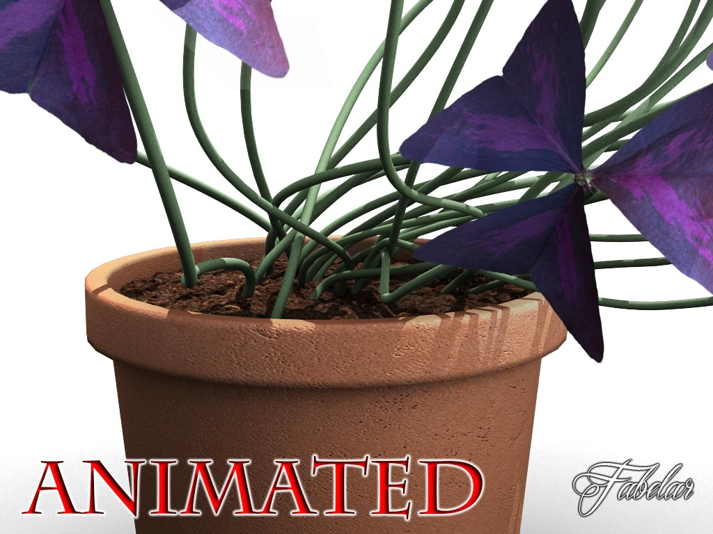 oxalis triangularis std mat 3D Model .c4d .max .obj .3ds .fbx .stl .blend 